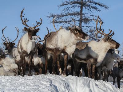 Автоэкспедиция Sakha Arctic Expedition. Белая Гора-Депутатск -Усть Куйга-Верхоянск